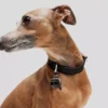 K/PET COLLAR